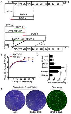 Dynamic Interaction of Enterovirus 71 and Dendritic Cells in Infected Neonatal Rhesus Macaques